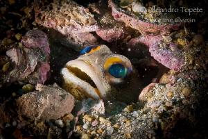 Jaw Fish, Acapulco Mexico by Alejandro Topete 